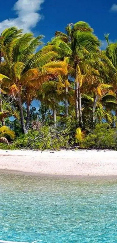 Tropical beach wallpaper with palms and turquoise water.