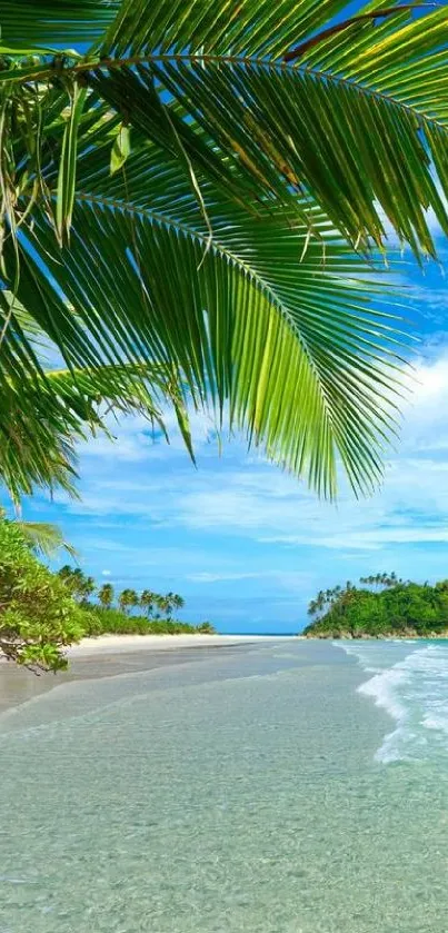 Tropical beach with palm trees and clear blue ocean.