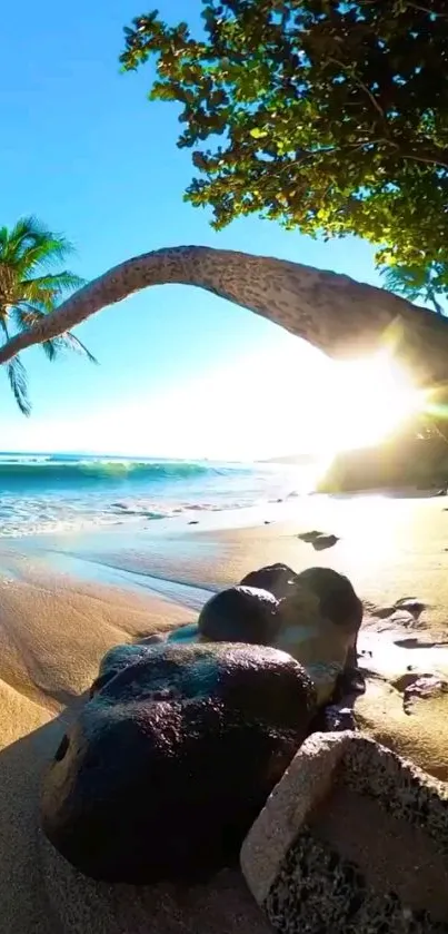 Beautiful tropical beach with palm tree at sunrise.