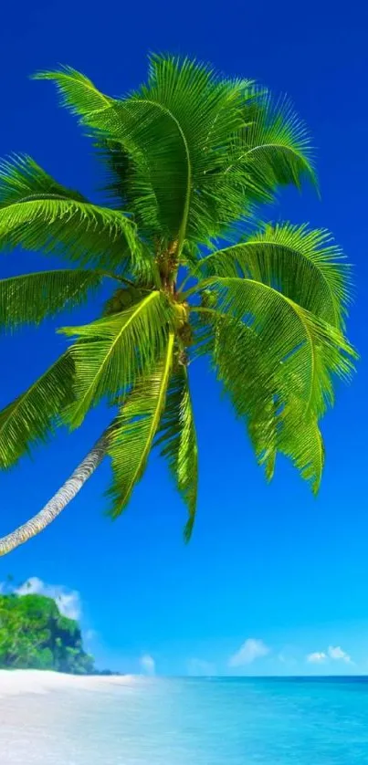 Mobile wallpaper of a tropical beach with blue sky and palm tree.