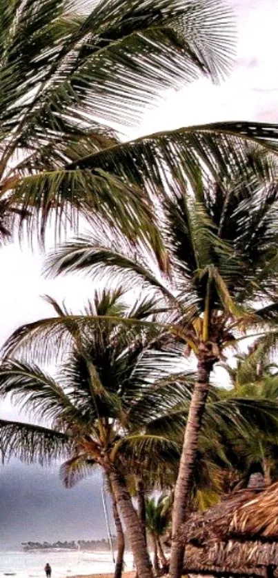 Tropical beach wallpaper with palm trees.