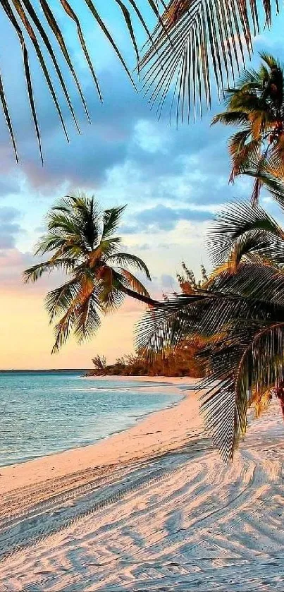 Stunning tropical beach with palm trees at sunset.