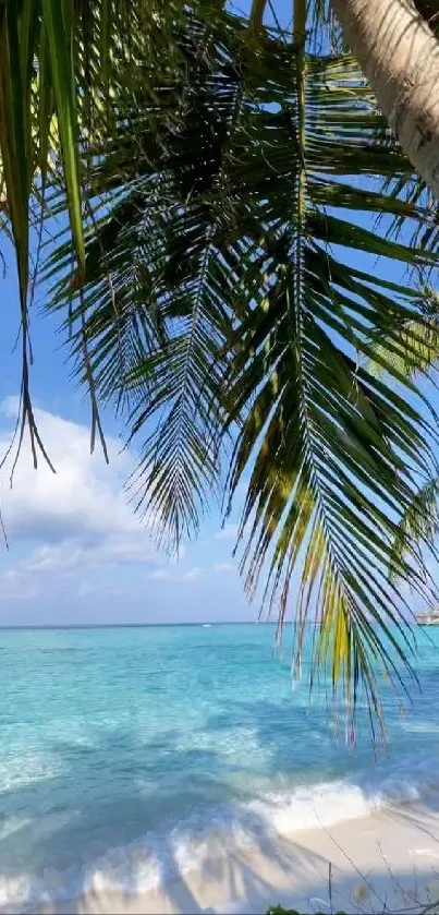 Serene tropical beach with palms and turquoise waters.