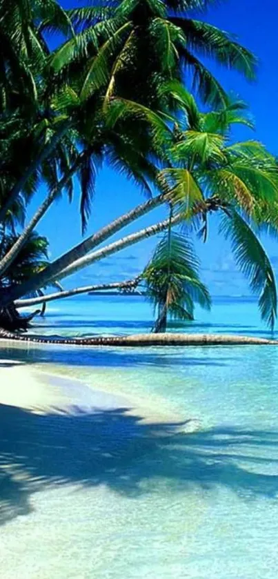 A serene tropical beach with palm trees and clear blue ocean waters.