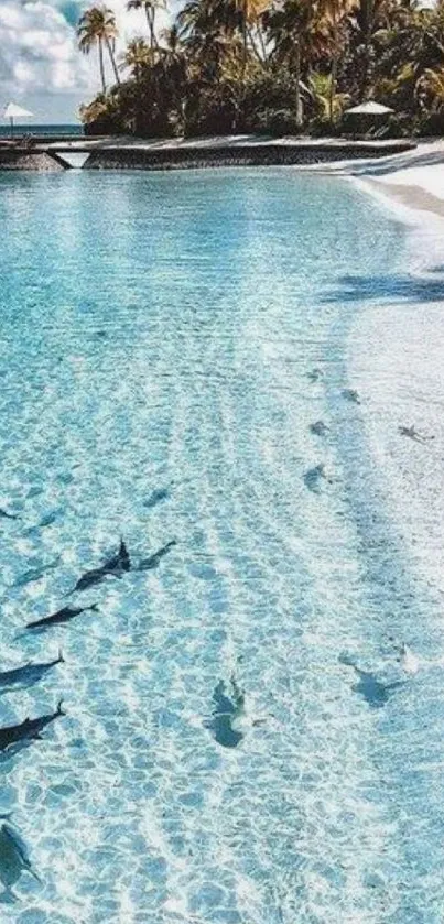 Tropical beach wallpaper with clear blue waters and palm trees.