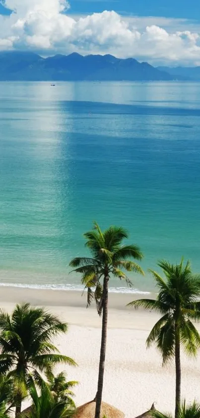 Tropical beach wallpaper with palm trees and ocean view.