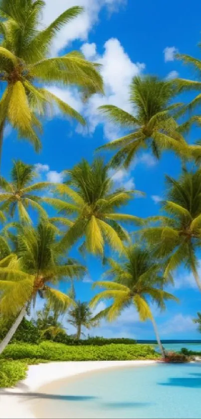 Tropical beach with palm trees and sky blue waters.