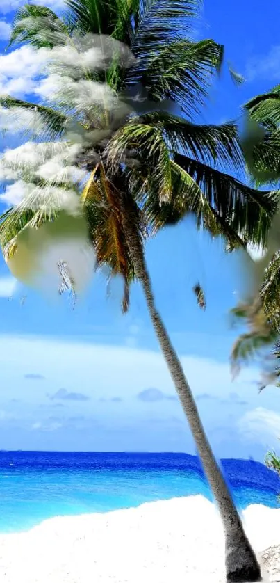 Tropical beach scene with palm trees and blue ocean waves.