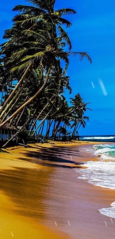 Tropical beach with palm trees and clear blue sky.