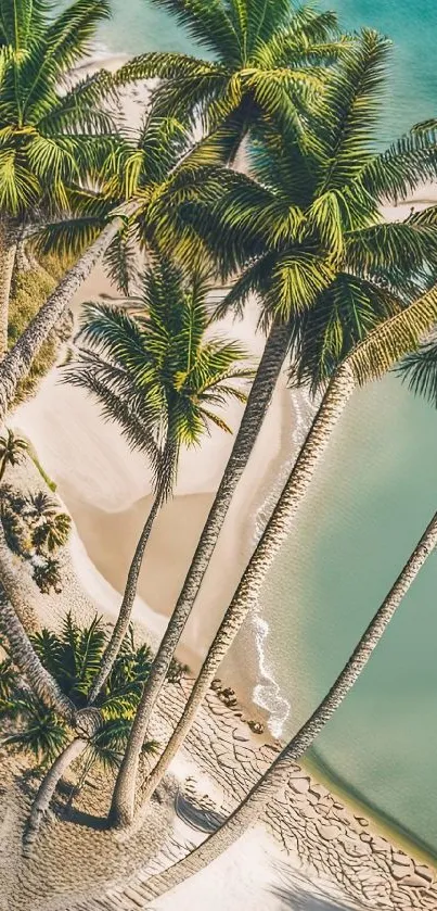 Tropical beach view with palm trees and turquoise waters.