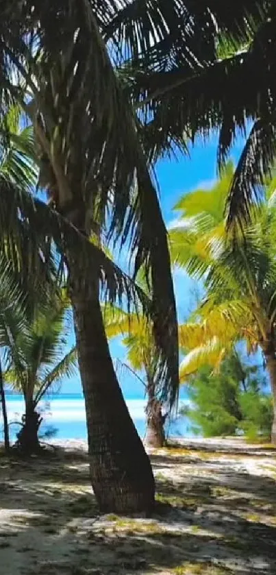 A tropical beach with palm trees and blue ocean under clear sky.