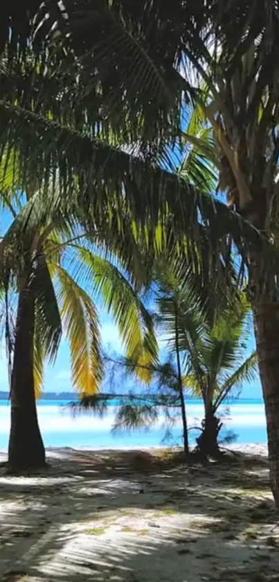 Tropical beach with palm trees and blue ocean view.