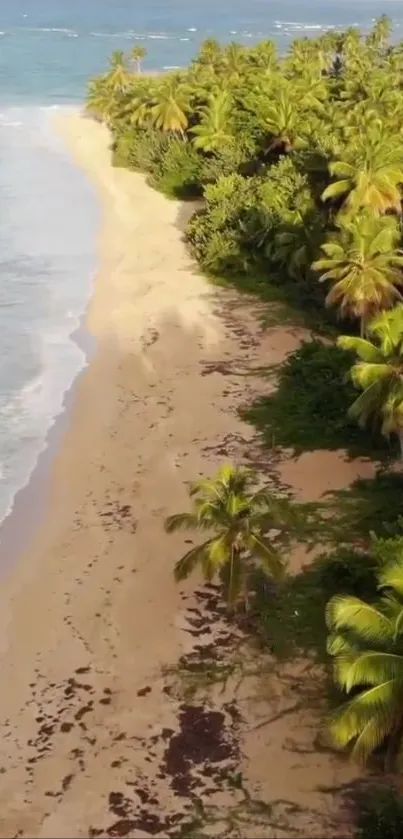 Tropical beach with palm trees and ocean view.