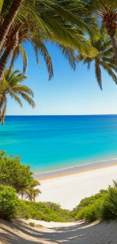 Tropical beach with palms and blue ocean on a sunny day.