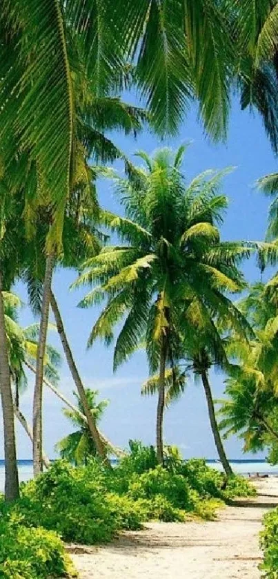 Tropical beach with lush palm trees.