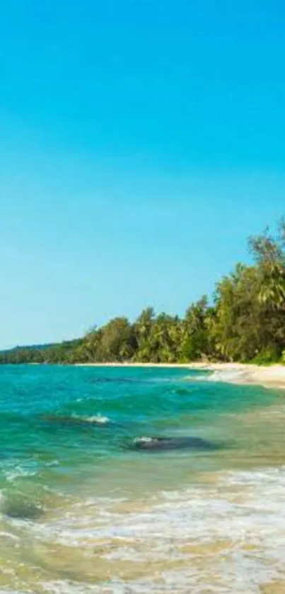 Tropical beach with turquoise ocean and lush greenery backdrop.