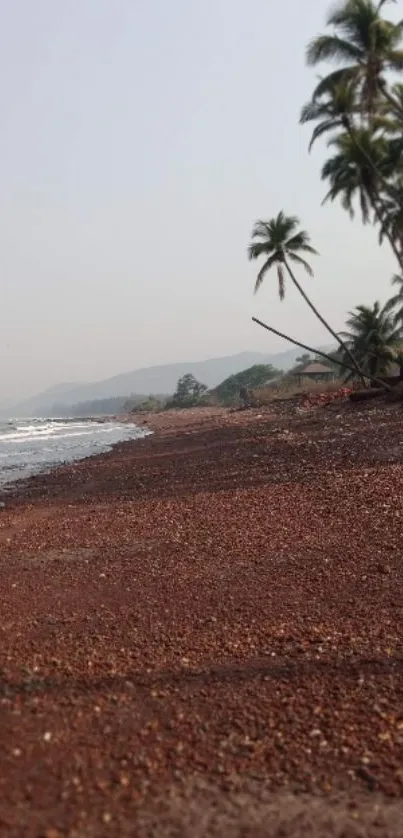 Palm-lined tropical beach at sunrise.