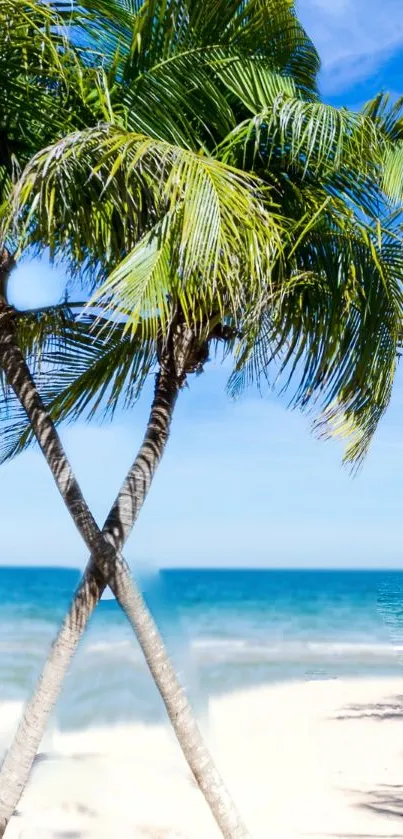 Tropical beach with palm trees and blue sky mobile wallpaper.