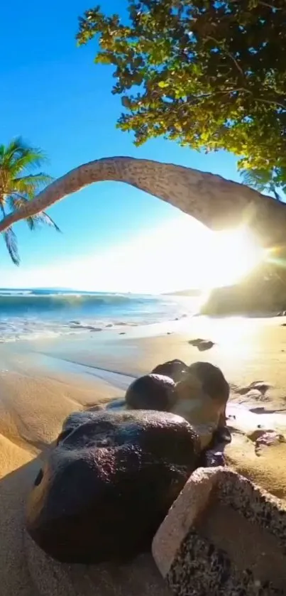 Tropical beach at sunrise with palm trees and golden sand.