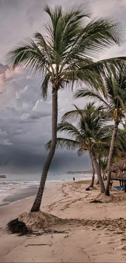 Tropical beach with palm trees at sunset, ideal for serene mobile wallpaper.