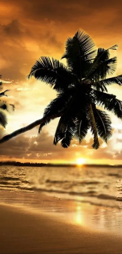 Tropical beach sunset with palm trees and golden sky.