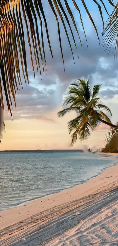 Tropical beach with sunset and palm trees on the shore.