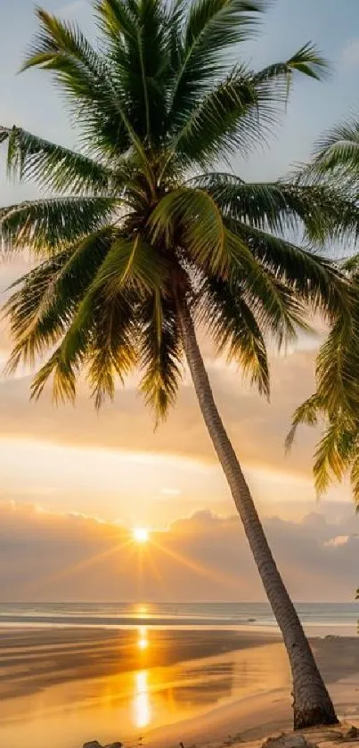 A serene tropical beach with a sunset and palm trees.