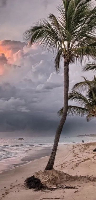 Tropical beach at sunset with palm trees swaying in the breeze.