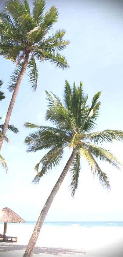 Serene tropical beach with palm trees and sky blue ocean view.