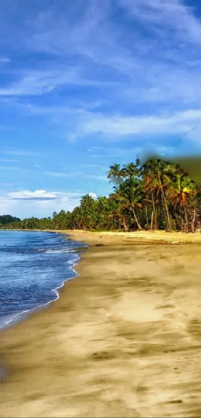 Tropical beach with palm trees and golden sand under a blue sky.