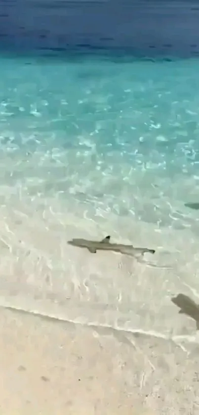 Tropical beach with turquoise water and visible marine life.