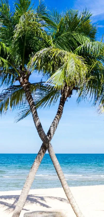 Tropical beach with palm trees under a bright blue sky.