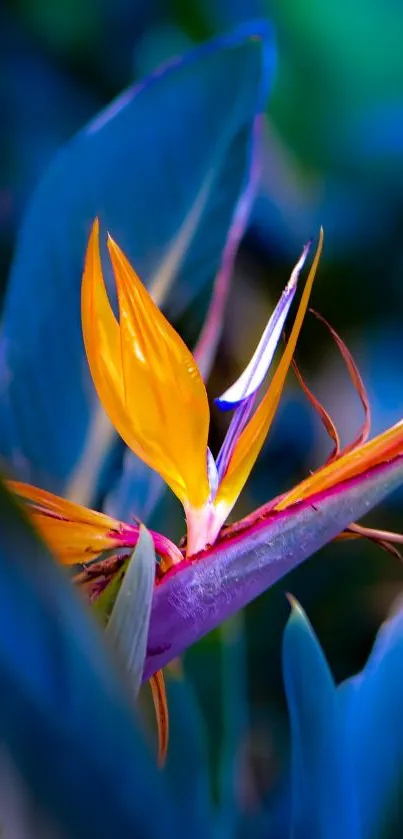 Vibrant Bird of Paradise flower against lush blue foliage.