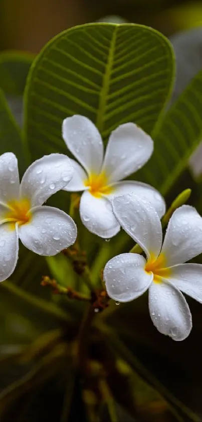 White Plumeria flowers with dew on green leaves.