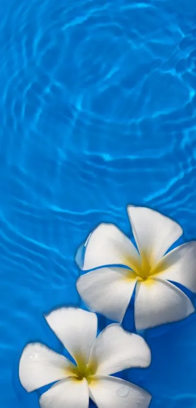 Blue water wallpaper with two white flowers floating.