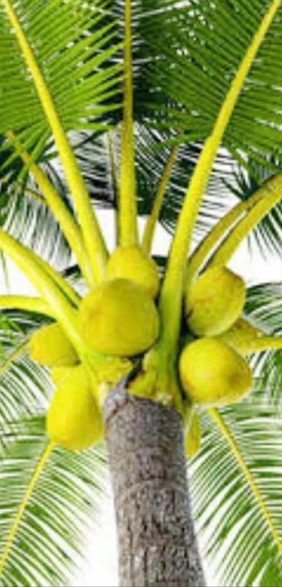 Vibrant coconut tree with lush green leaves and ripe coconuts, perfect for mobile wallpaper.