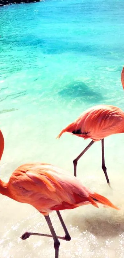 Tropical beach scene with flamingos in turquoise waters.