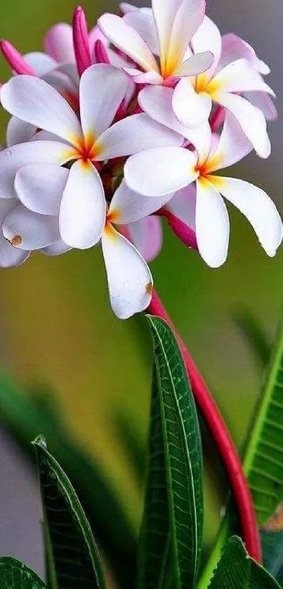 Mobile wallpaper with tropical flowers and green leaves.