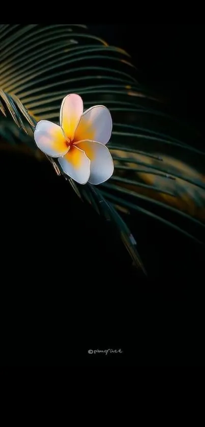 Tropical flower resting on a palm leaf against a dark background.