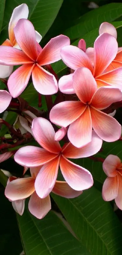 Frangipani flowers amidst lush green leaves wallpaper.