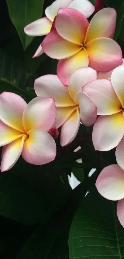 Tropical frangipani flowers with lush green leaves.