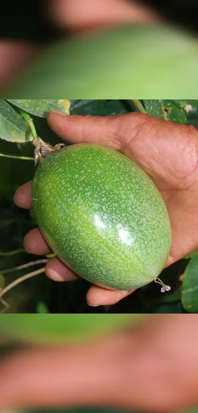 Close-up of a hand holding a vibrant green tropical fruit.