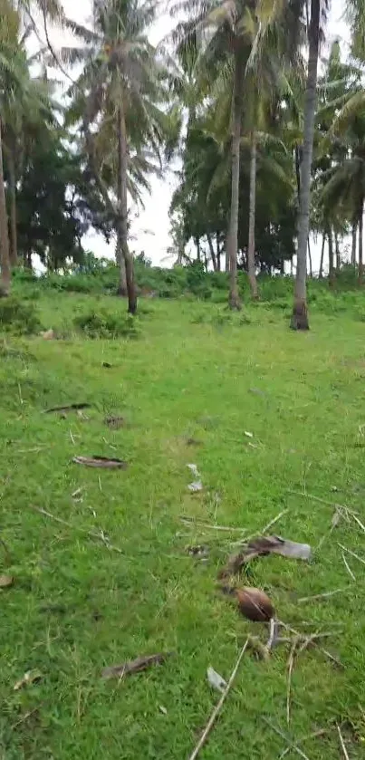 Lush palm grove with green landscape.