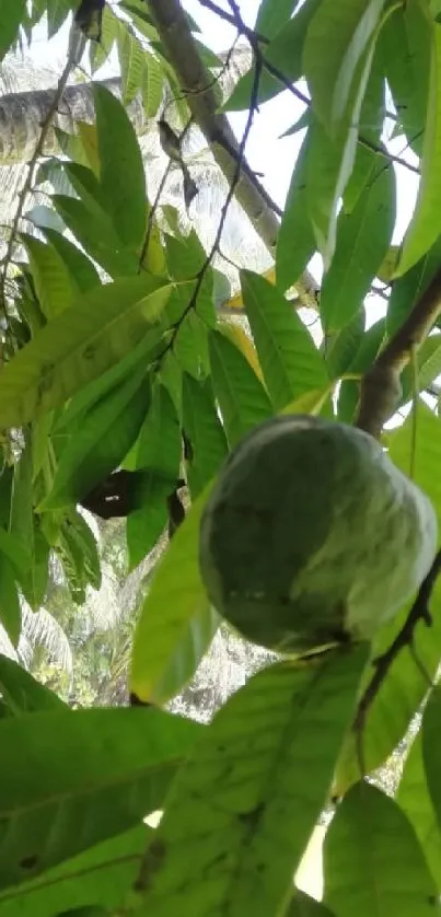 Lush tropical greenery with hanging fruit.