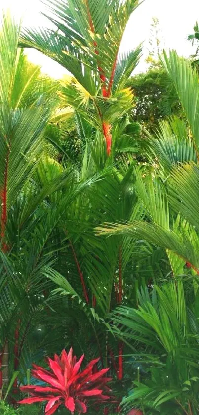 Lush tropical plants with red stems and green foliage.