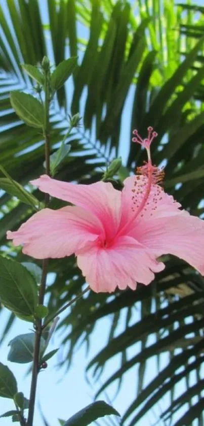 Pink hibiscus flower with green palm leaves background.