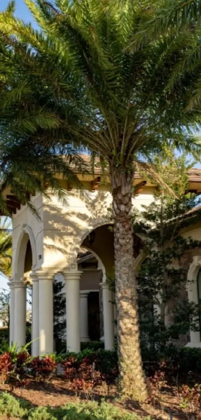 Palm trees and house in tropical setting with clear sky.