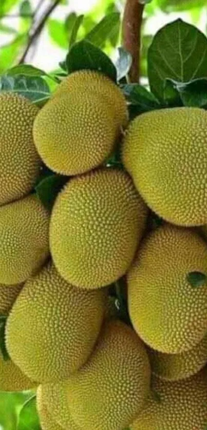 Vibrant cluster of jackfruits with green leaves on a tree branch.