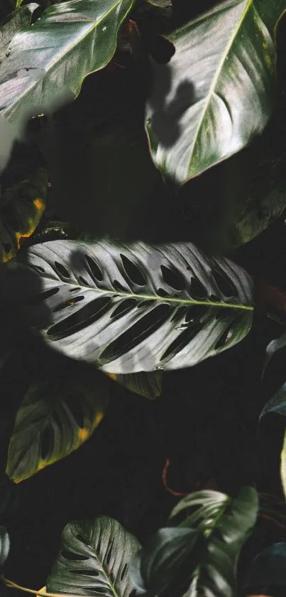 Lush tropical leaves with rich green tones, ideal for a mobile wallpaper.