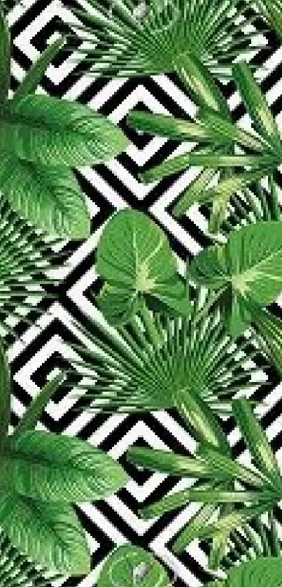 Green tropical leaves on geometric background.